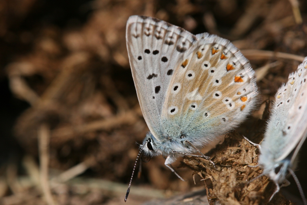 Polyommatus coridon